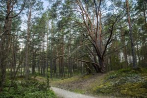 LR proklamēšanas gadadiena @ Rīga