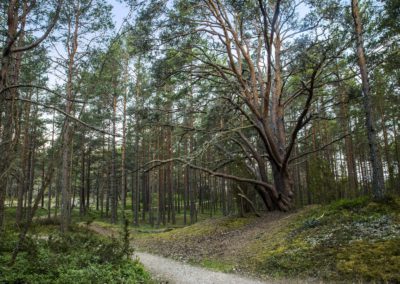 Kolkas priežu dabas taka. Foto_ Ainars Gaidis