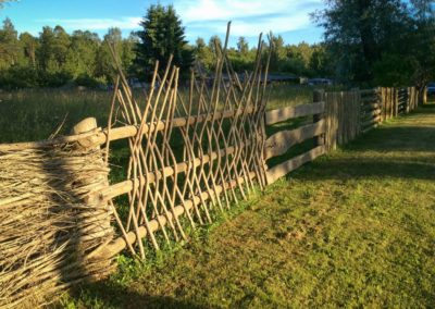 Pitraga žogi. Foto_ Ainars Gaidis