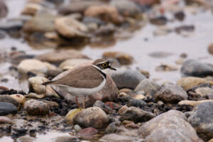 Seminārs "Kolkas piekrastes daba – aktualitātes liedagā un jūrā"